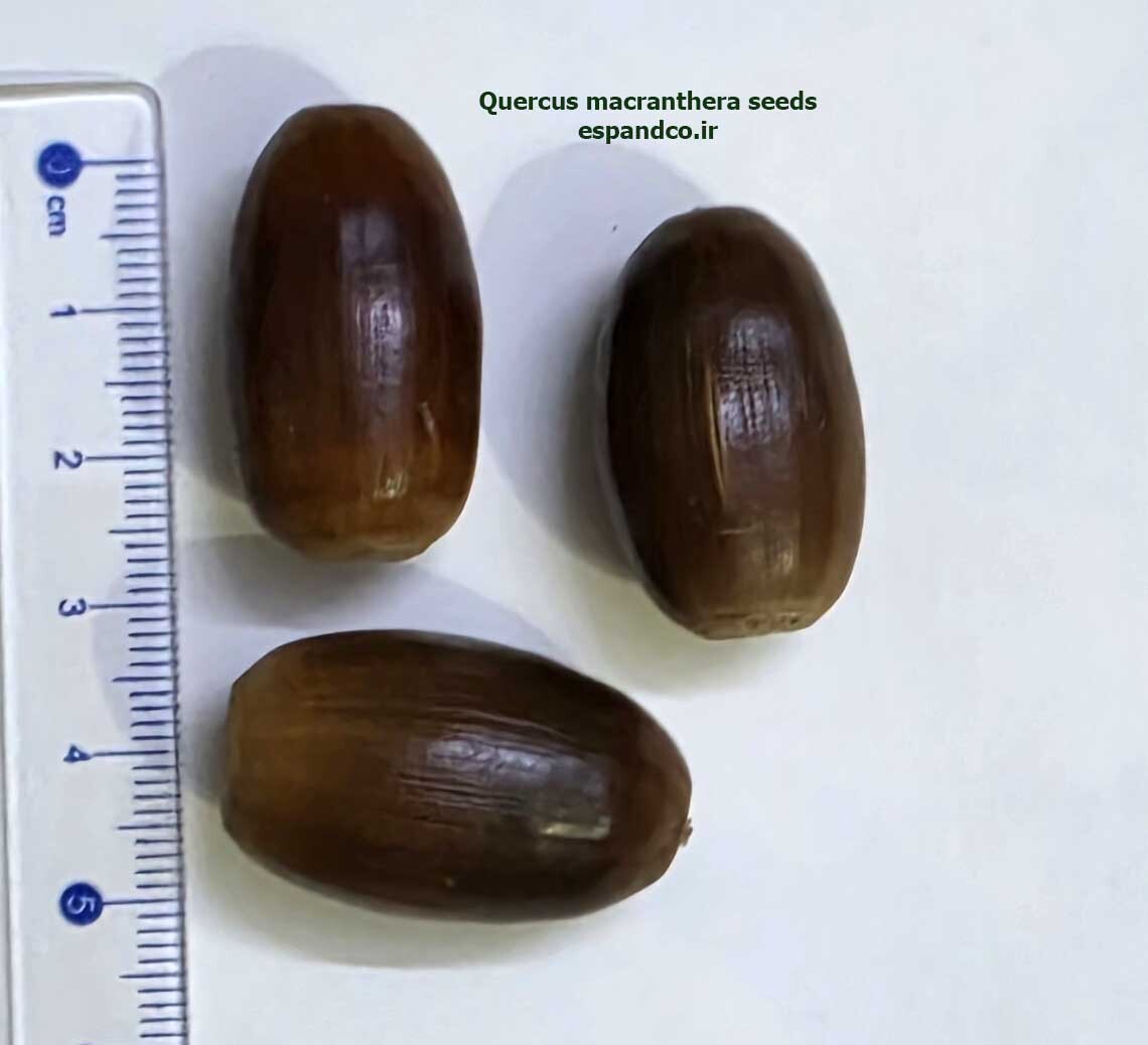  Quercus macranthera seeds 